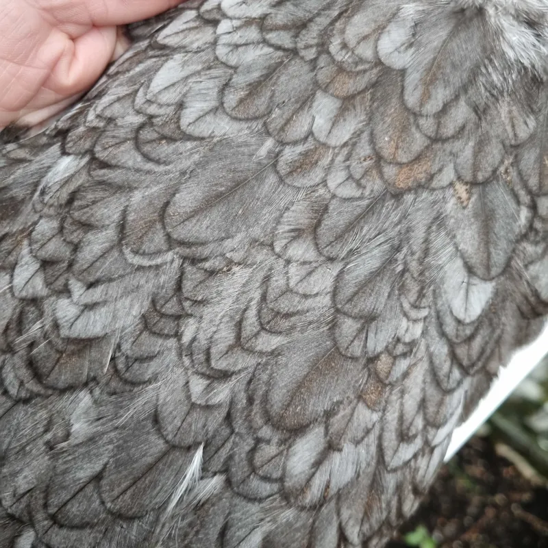 Whiting Coq de Leon Hen Saddle in Natural Dun-3